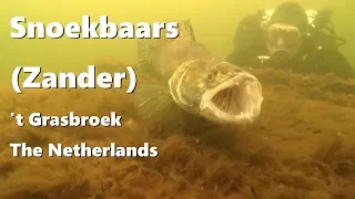 snoekbaars